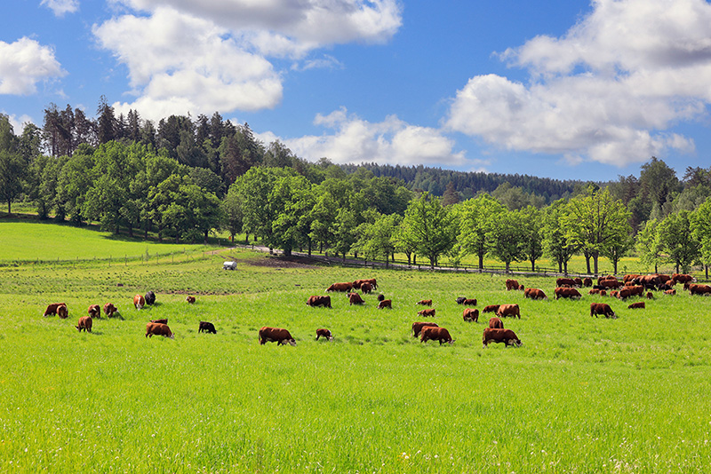 A herd of cattle graze in a sunny pasture.