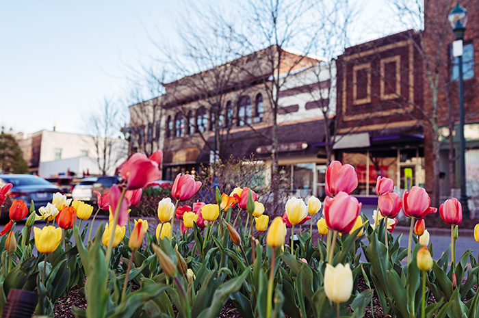 A small town street lined with old buildings and blooming tulips.